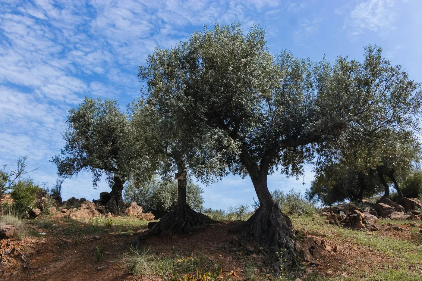 blogIndex.card_olive_title